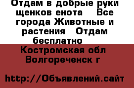 Отдам в добрые руки щенков енота. - Все города Животные и растения » Отдам бесплатно   . Костромская обл.,Волгореченск г.